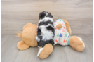 Playful Cavalier Bichon Designer Puppy