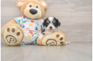 Sweet Cavachon Baby