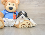 7 week old Cavachon Puppy For Sale - Fairfield Furbabies