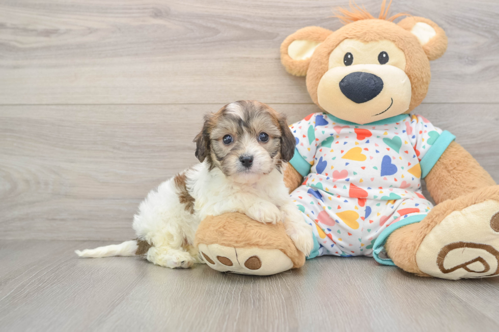Petite Cavachon Designer Pup