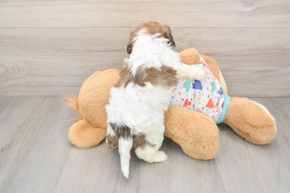 Energetic Cavalier Bichon Designer Puppy