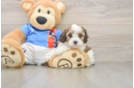 Cavachon Puppy for Adoption