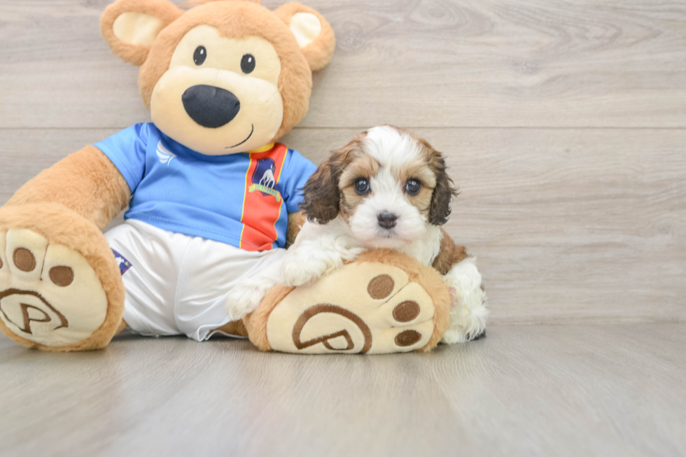 Cavachon Puppy for Adoption