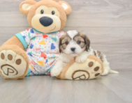 8 week old Cavachon Puppy For Sale - Fairfield Furbabies