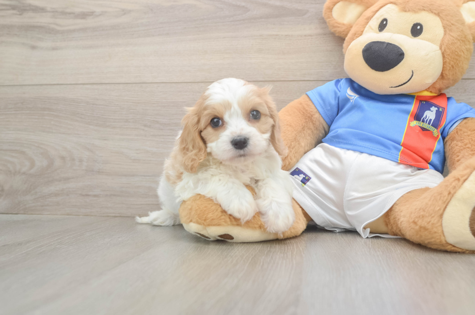 6 week old Cavachon Puppy For Sale - Fairfield Furbabies
