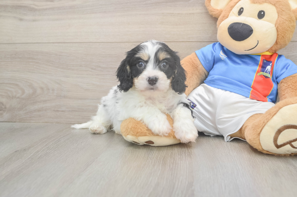 6 week old Cavachon Puppy For Sale - Fairfield Furbabies