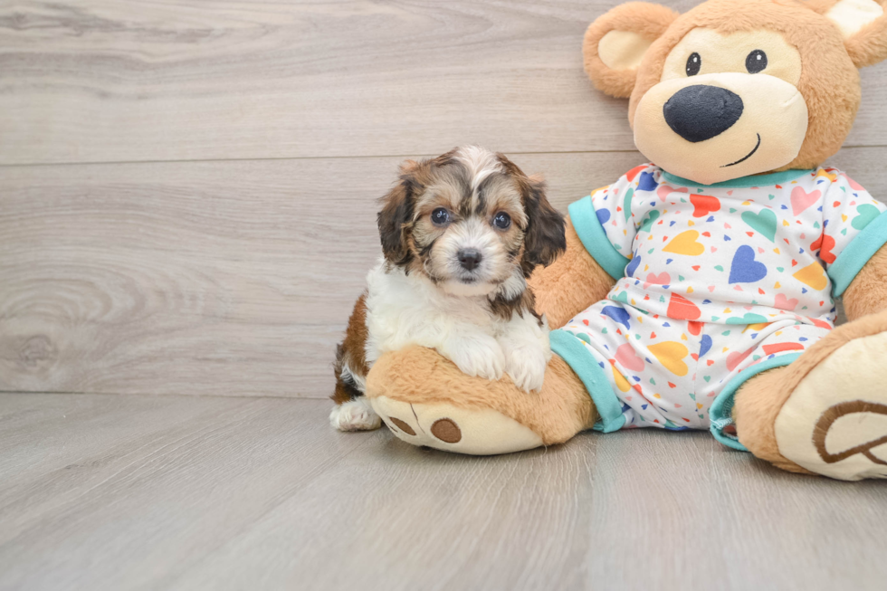 Petite Cavachon Designer Pup