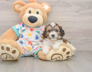 7 week old Cavachon Puppy For Sale - Fairfield Furbabies