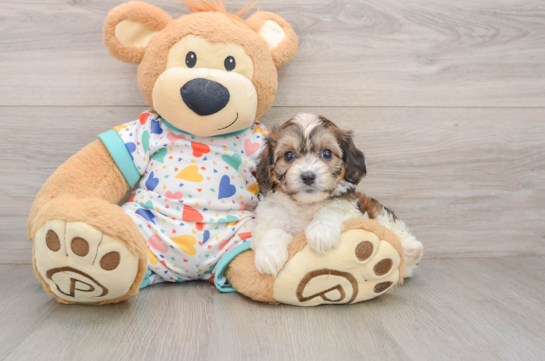 Cavachon Puppy for Adoption