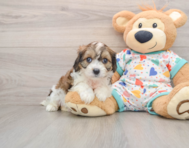 7 week old Cavachon Puppy For Sale - Fairfield Furbabies