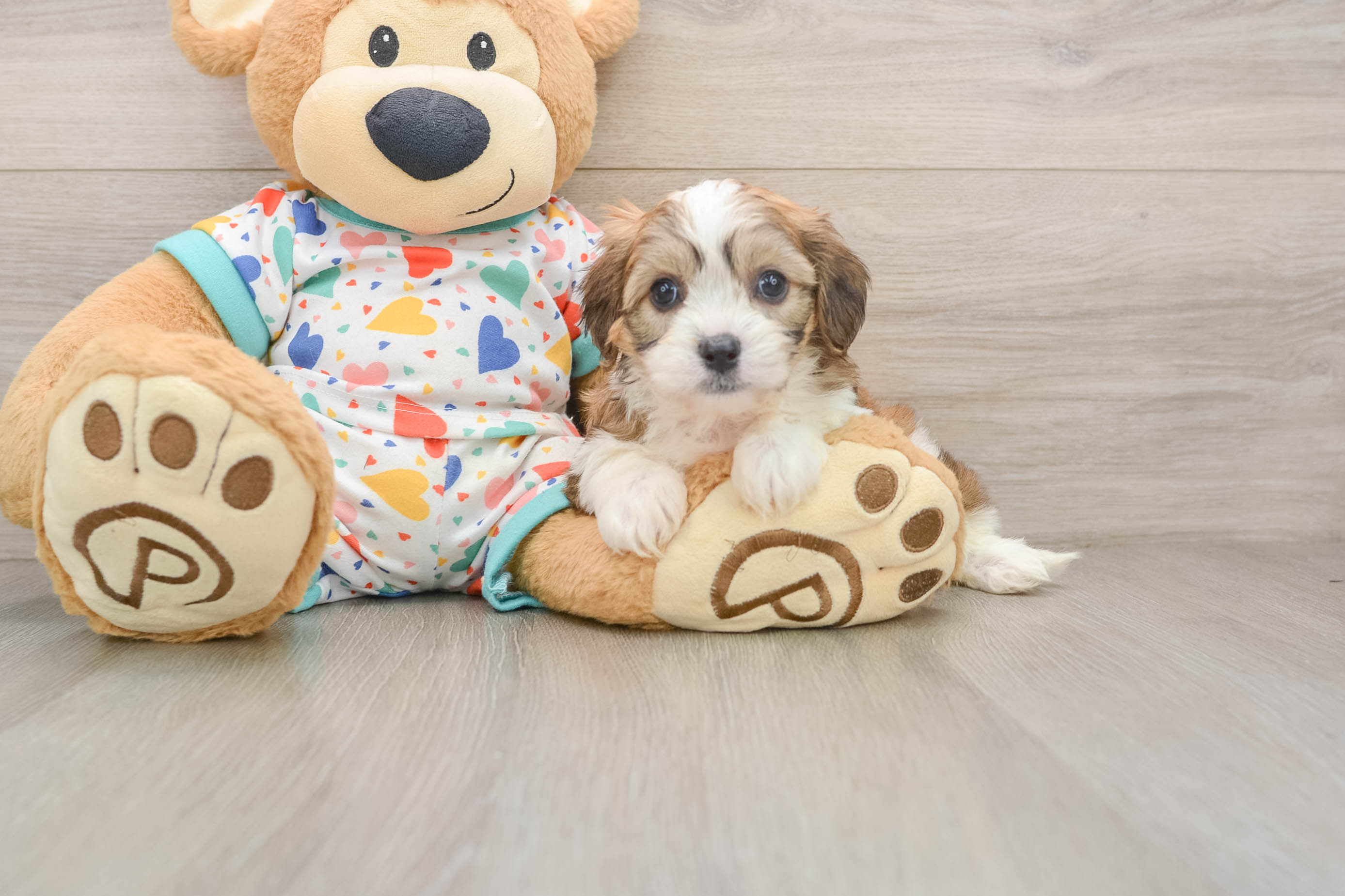 Cavachon Puppy for Adoption