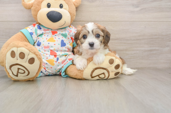 REGINA, a Cavachon littermate