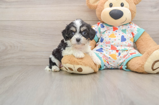 RHONDA, a Cavachon littermate
