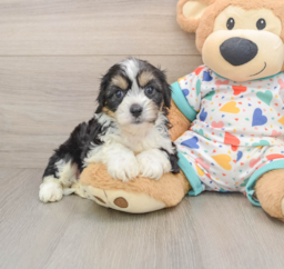 6 week old Cavachon Puppy For Sale - Fairfield Furbabies