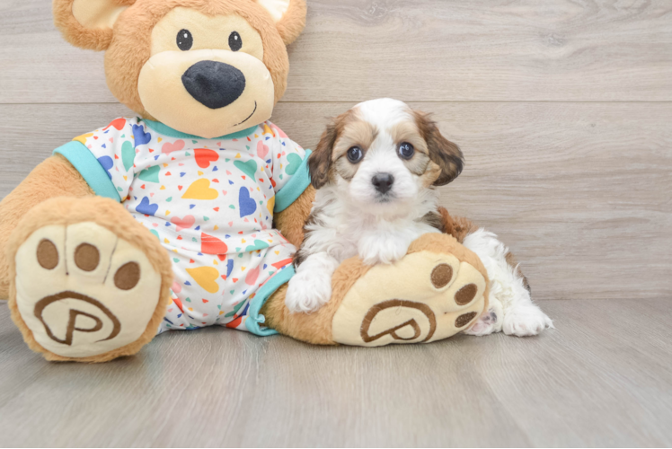 Fluffy Cavachon Designer Pup