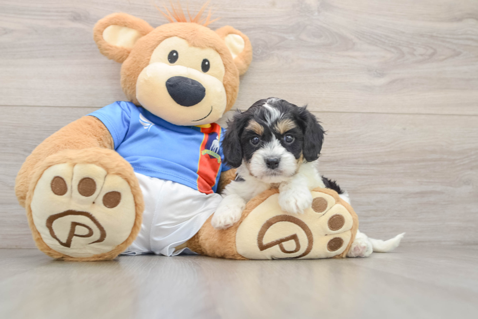Energetic Cavalier Bichon Designer Puppy