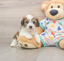 7 week old Cavachon Puppy For Sale - Fairfield Furbabies