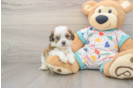 Hypoallergenic Cavalier Bichon Designer Puppy