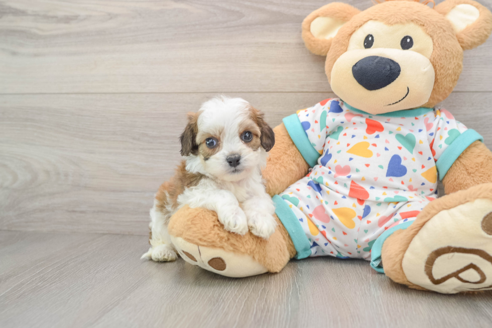 Hypoallergenic Cavalier Bichon Designer Puppy