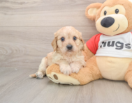 5 week old Cavachon Puppy For Sale - Fairfield Furbabies
