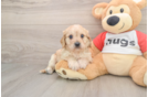 Small Cavachon Baby