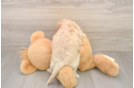Cavachon Puppy for Adoption