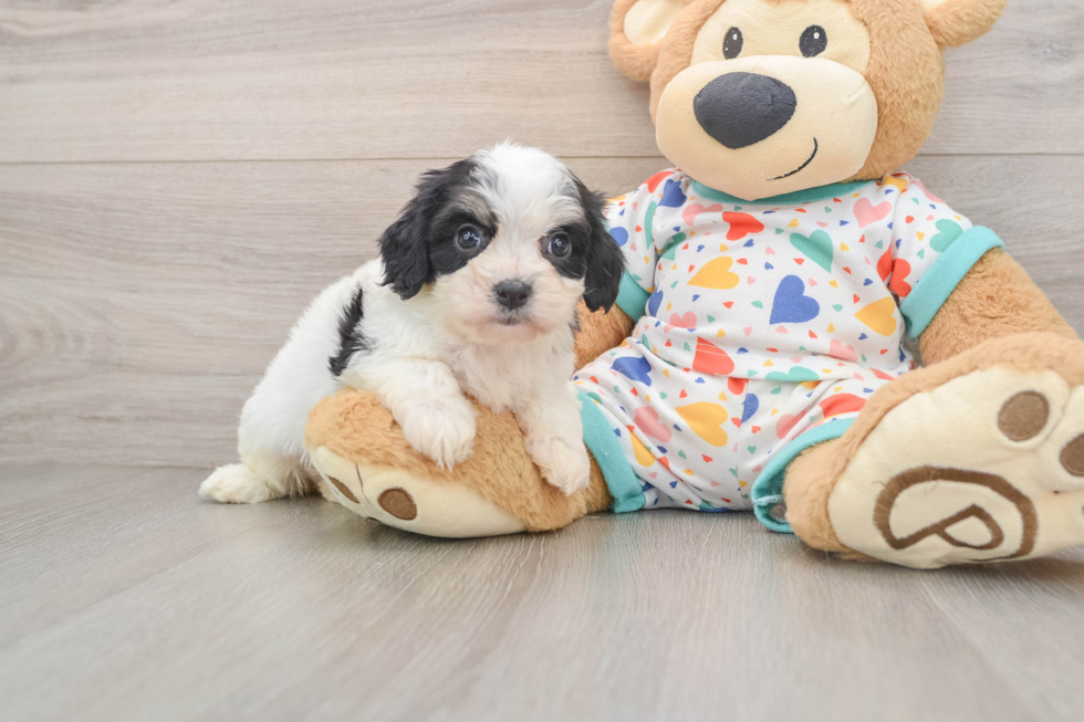 Cavachon Puppy for Adoption