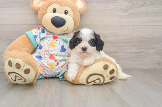 Fluffy Cavachon Designer Pup