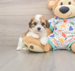 7 week old Cavachon Puppy For Sale - Fairfield Furbabies