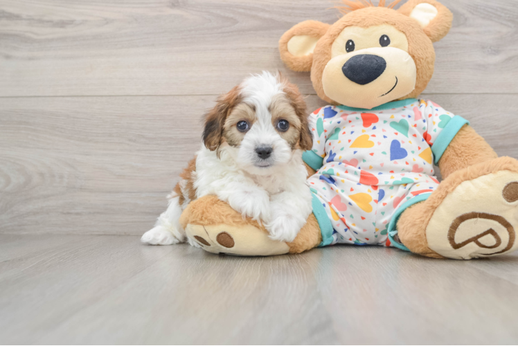 Cavachon Pup Being Cute