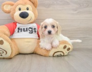 5 week old Cavachon Puppy For Sale - Fairfield Furbabies