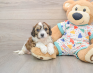 6 week old Cavachon Puppy For Sale - Fairfield Furbabies