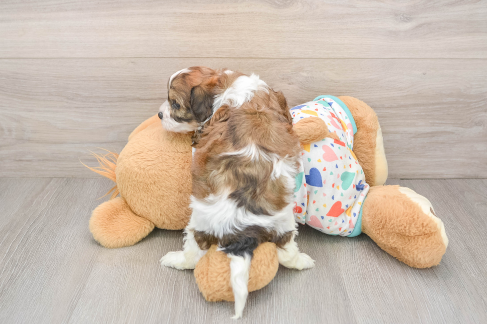 Petite Cavachon Designer Pup