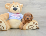 7 week old Cavalier King Charles Spaniel Puppy For Sale - Fairfield Furbabies
