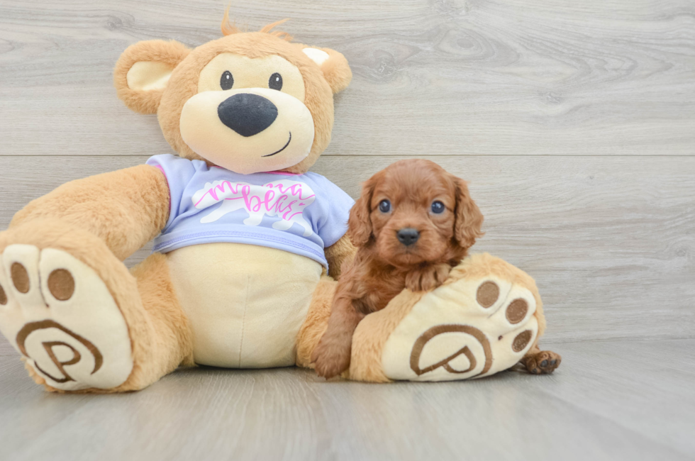 6 week old Cavalier King Charles Spaniel Puppy For Sale - Fairfield Furbabies