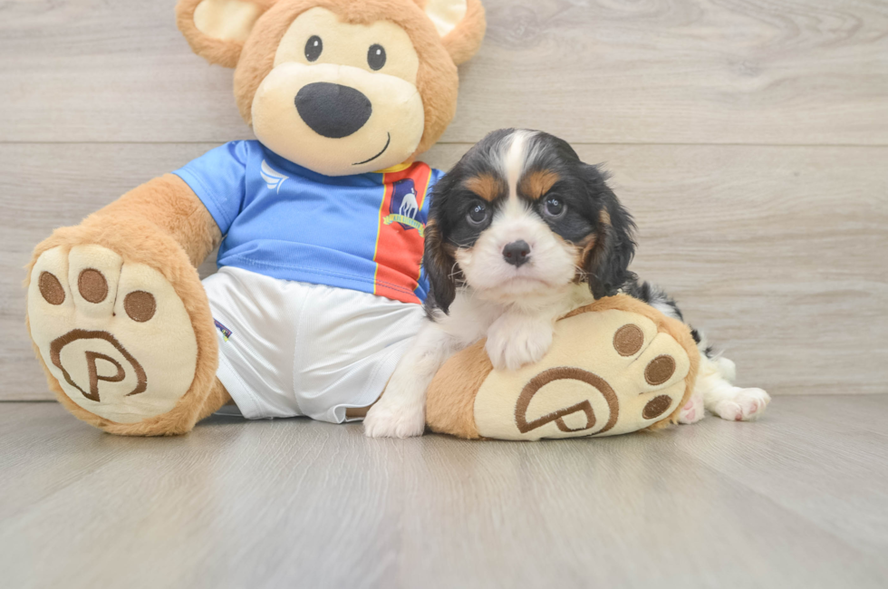 8 week old Cavalier King Charles Spaniel Puppy For Sale - Fairfield Furbabies