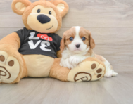 5 week old Cavalier King Charles Spaniel Puppy For Sale - Fairfield Furbabies