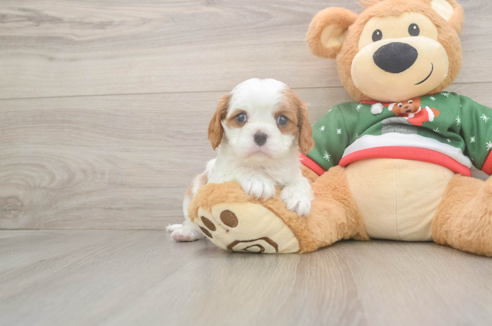 5 week old Cavalier King Charles Spaniel Puppy For Sale - Fairfield Furbabies