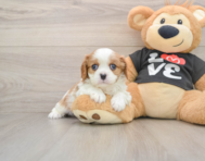 5 week old Cavalier King Charles Spaniel Puppy For Sale - Fairfield Furbabies