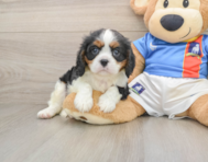 6 week old Cavalier King Charles Spaniel Puppy For Sale - Fairfield Furbabies