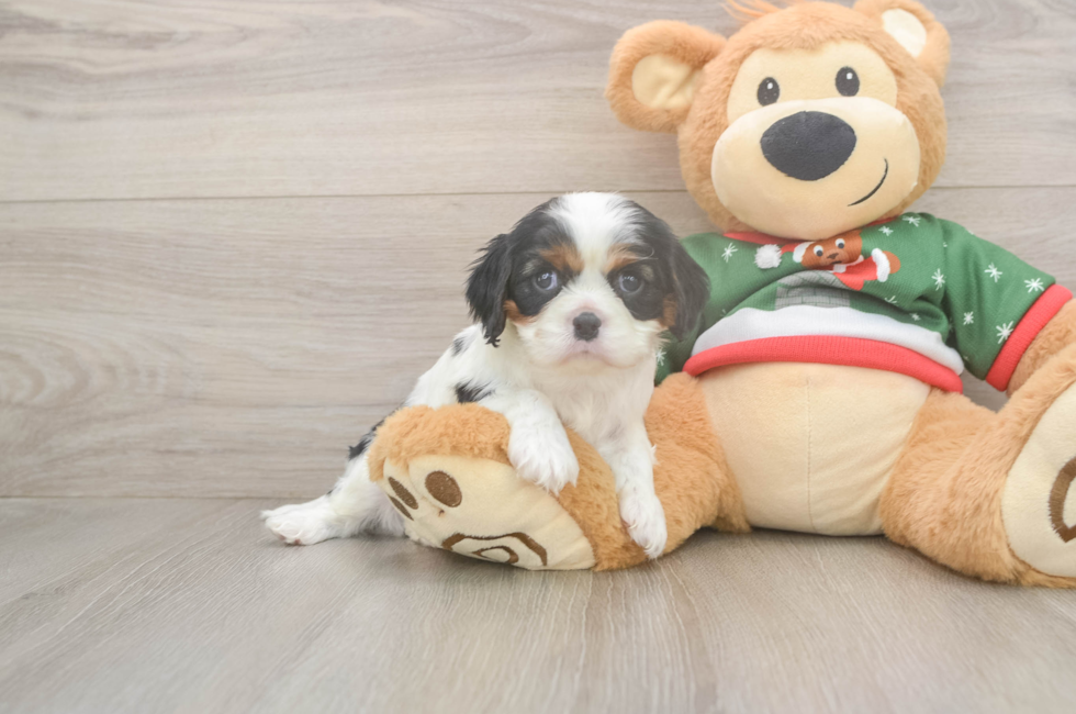 5 week old Cavalier King Charles Spaniel Puppy For Sale - Fairfield Furbabies