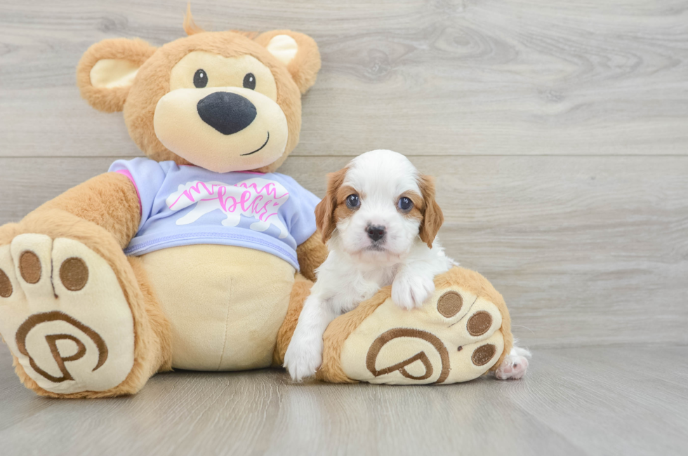 6 week old Cavalier King Charles Spaniel Puppy For Sale - Fairfield Furbabies
