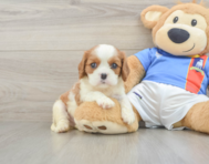 5 week old Cavalier King Charles Spaniel Puppy For Sale - Fairfield Furbabies