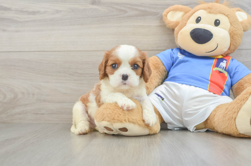 5 week old Cavalier King Charles Spaniel Puppy For Sale - Fairfield Furbabies