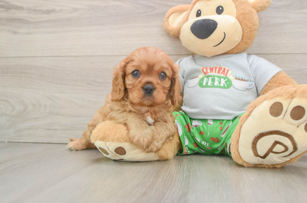 6 week old Cavalier King Charles Spaniel Puppy For Sale - Fairfield Furbabies