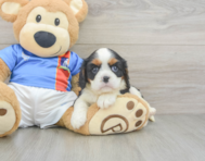5 week old Cavalier King Charles Spaniel Puppy For Sale - Fairfield Furbabies