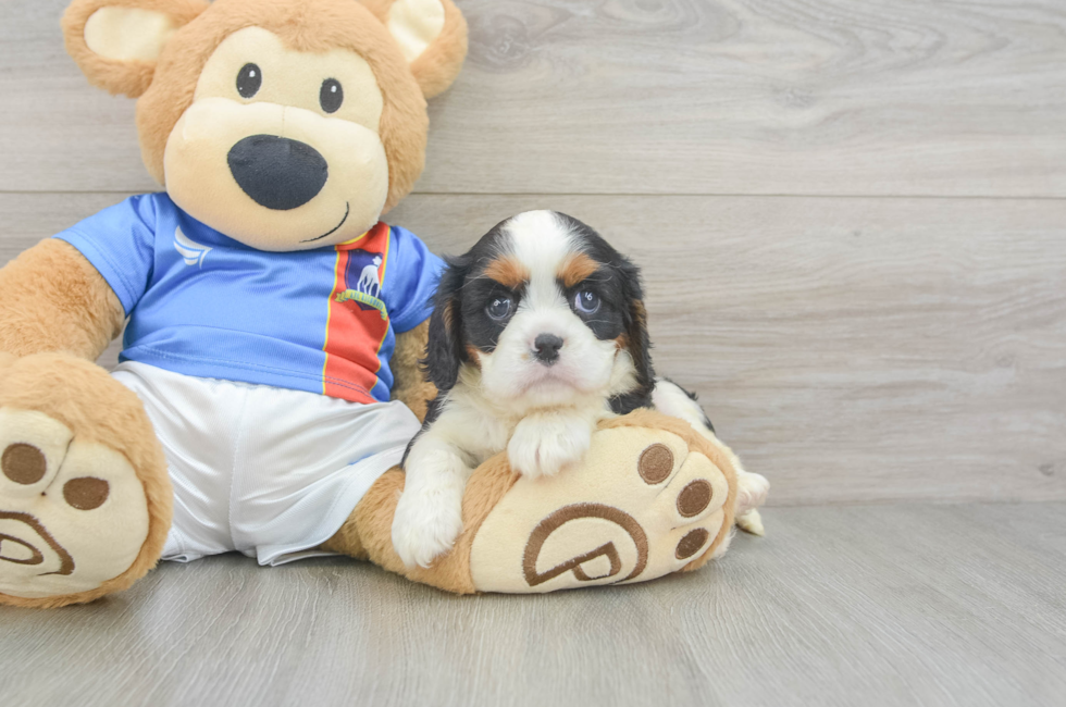 5 week old Cavalier King Charles Spaniel Puppy For Sale - Fairfield Furbabies