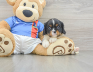 5 week old Cavalier King Charles Spaniel Puppy For Sale - Fairfield Furbabies