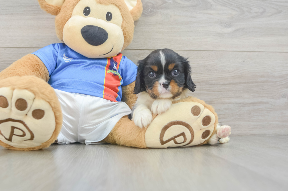 5 week old Cavalier King Charles Spaniel Puppy For Sale - Fairfield Furbabies