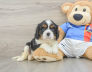 5 week old Cavalier King Charles Spaniel Puppy For Sale - Fairfield Furbabies
